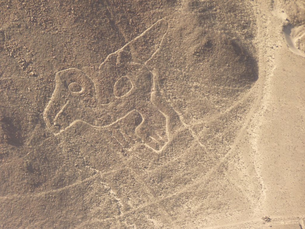 De papegaai. Nazca-lijnen in Peru.